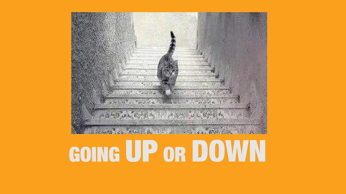 Where is This Cat Going? Upstairs or Down? Or Just Viral?
